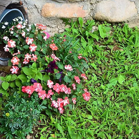 Hotel Family Dinchova Kushta